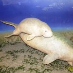 Museo di storia naturale di Milano, diorama - il Dugongo in un basso fondale del Mar Rosso | Foto F. Andreone 